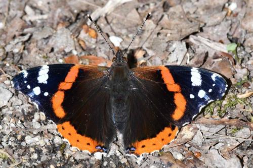 Vulcain (Vanessa atalanta)
