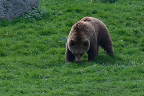 Ours brun