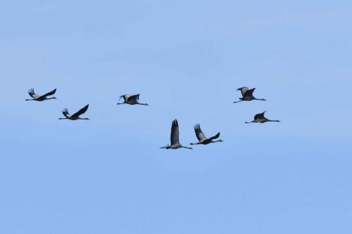 Grues cendrées