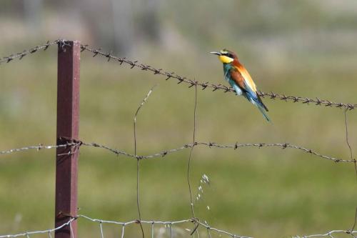 Guêpier d'Europe à Saucedilla