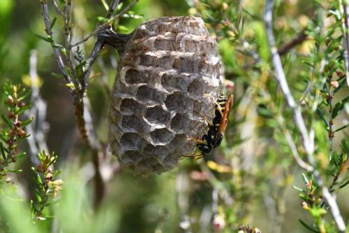 Poliste française (Polistes gallicus) sur son nid
