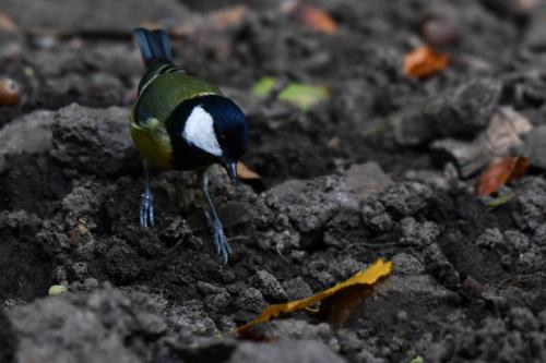 Mésange charbonnière