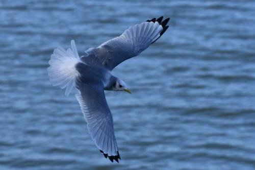 Mouette tridactyle (adulte)