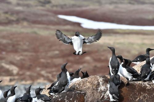 Guillemots de Troïl