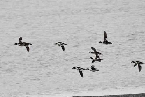 Garrots à oeil d'or