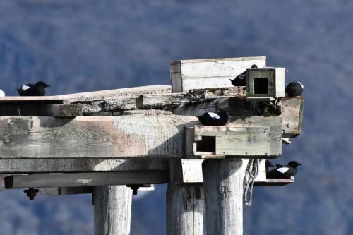 Guillemots à miroir