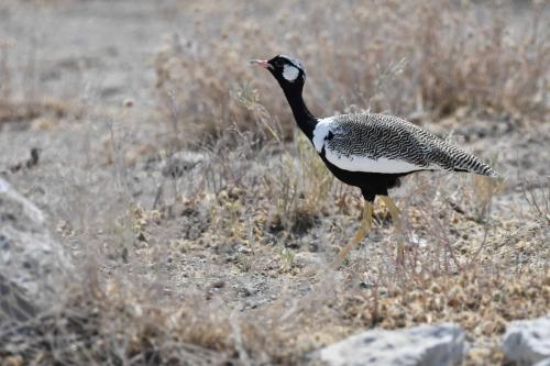 Outarde à miroir blanc