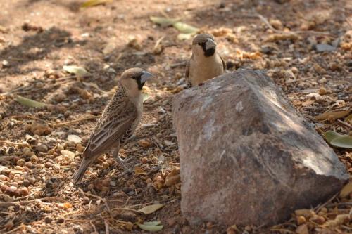 Républicains sociaux