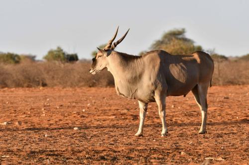 Eland du Cap
