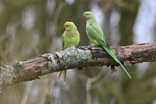 Perruches à collier