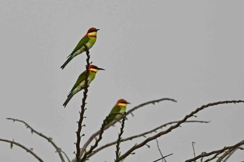 Guêpiers de Leschenault