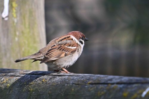Moineau friquet