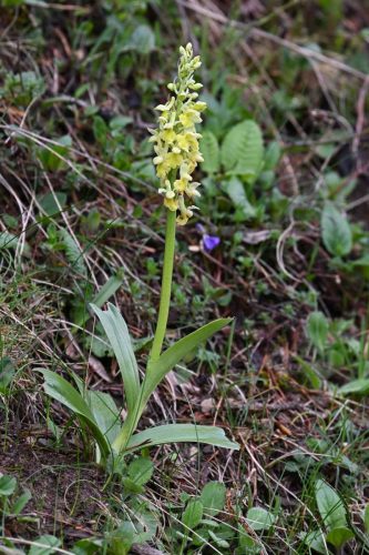 Orchis pâle