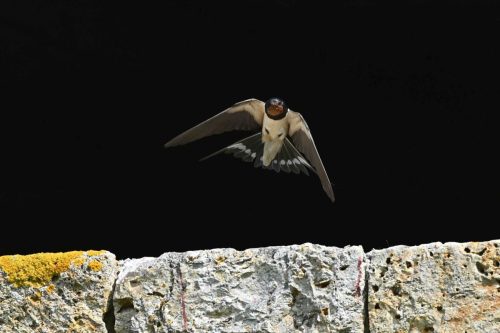 Hirondelle rustique