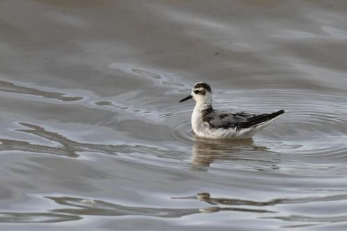 Phalarope à bec large