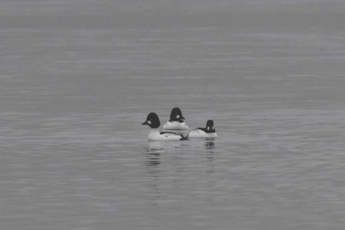 Garrots à oeil d'or