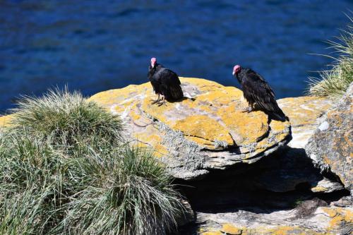 Urubus à tête rouge