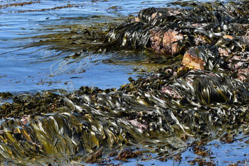 Kelp