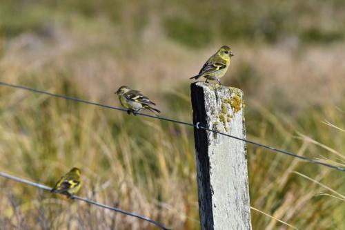 Chardonneret à menton noir