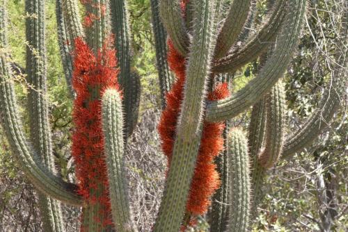Cactus (Echinopsis chiloensis)