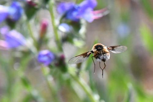 Grand Bombyle (Bombylius major)