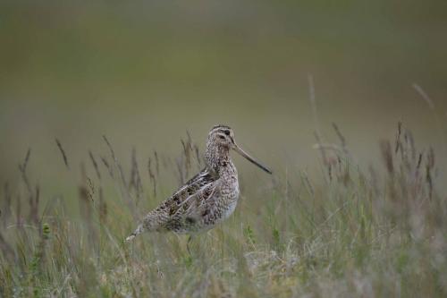 Bécassine des marais