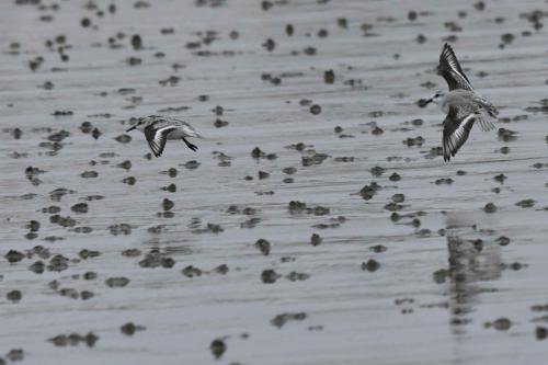 Bécasseaux Sanderlings, plage de Pontaillac