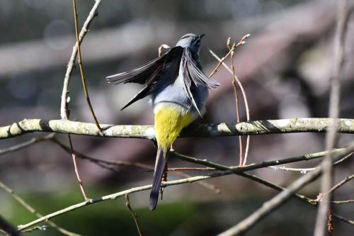 Bergeronnette des ruisseaux (mâle)