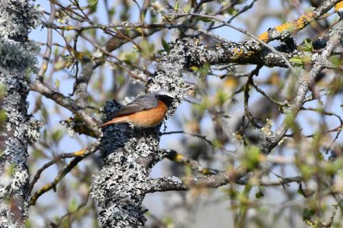 Rougequeue à front blanc