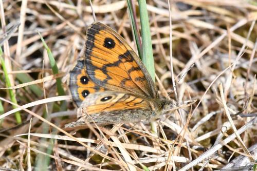 Mégère (Lasiommata megera)