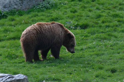 Ours brun