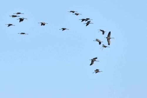 Grues cendrées