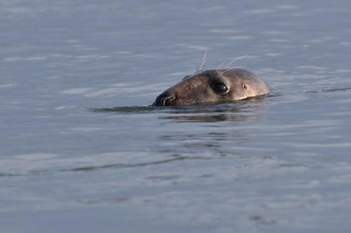 Phoque gris