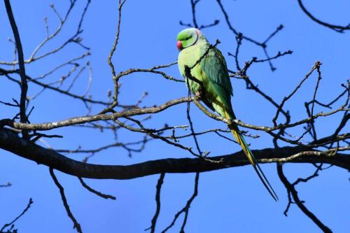Perruche à collier (mâle)