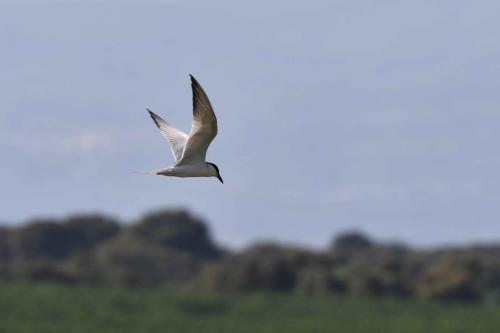 Sterne hansel à Saucedilla