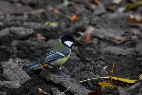 Mésange charbonnière