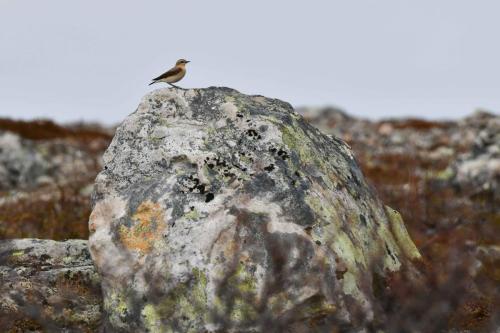 Traquet motteux, femelle