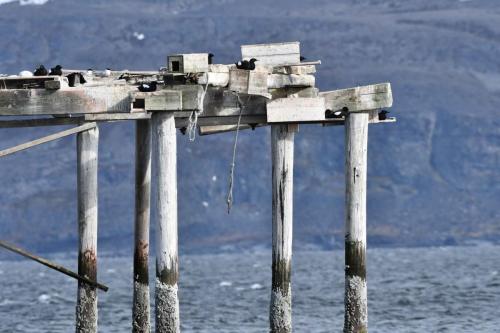 Guillemots à miroir