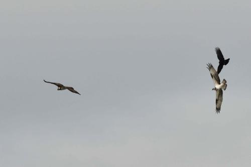 Balbuzards pêcheurs et corneille noire