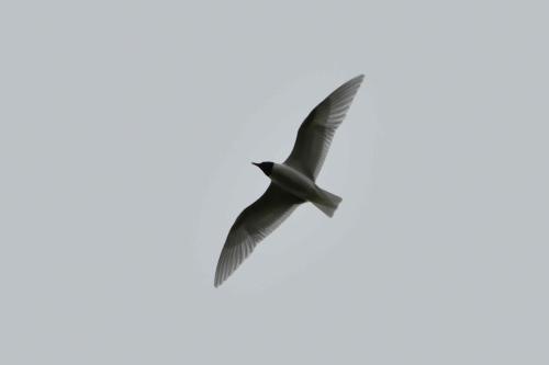 Mouette mélanocéphale