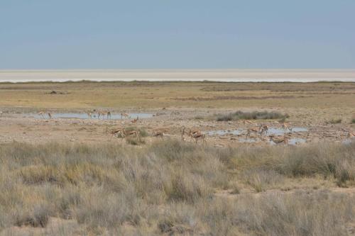 Springboks du Kalahari
