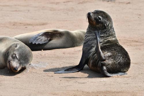 Otaries à fourrure d'Afrique du Sud