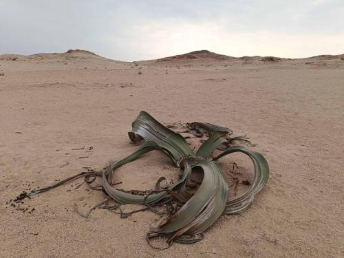 Welwitschia mirabilis