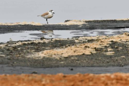 Pluvier à front blanc