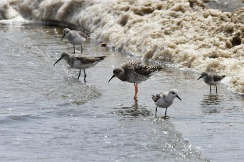 Combattant varié, bécasseaux cocorlis, sanderling et minute