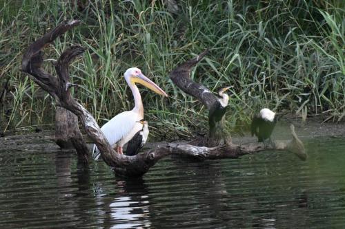 Pélican blanc et grands cormorans