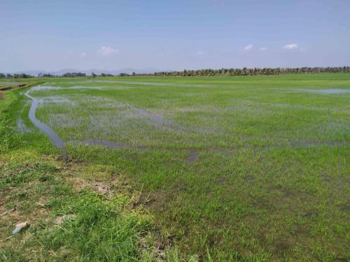 Rizières à Phetchaburi