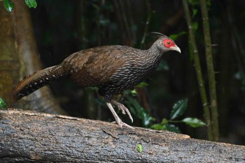 Faisan leucomèle (femelle)