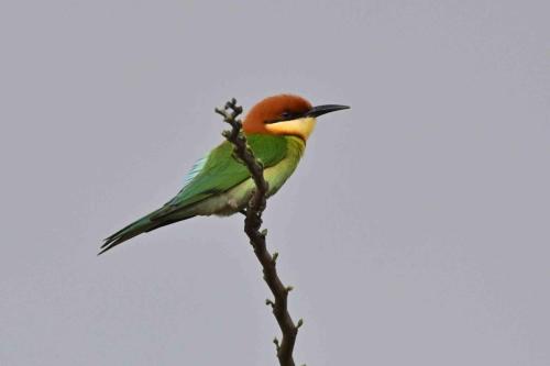 Guêpier de Leschenault