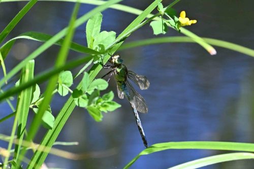 Anax empereur (mâle)